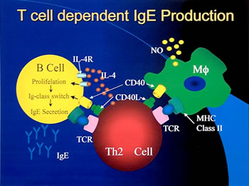 T cell dependent IgE Production