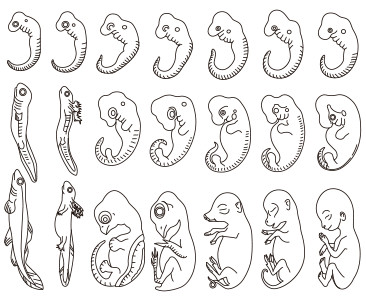 エルンスト・ヘッケルによる「脊椎動物各群の発生過程」