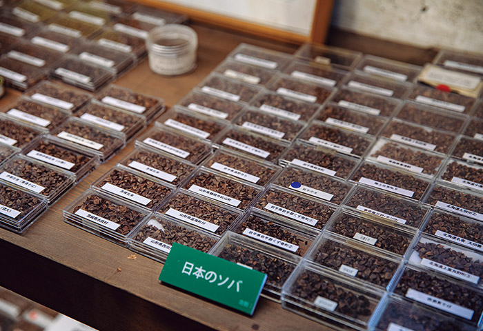 「そば博物館」に展示されている各地のソバの在来種の種子。日本には数多くの在来種がある