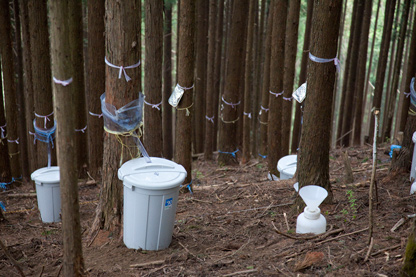 森の中に設置された雨水調査装置