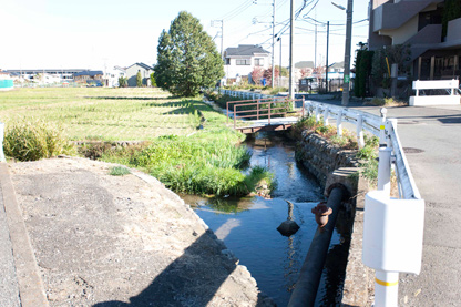 田んぼ周辺の用水路は生き物が豊富