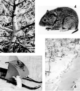 左上：ネズミに食害されたカラマツ 右上：エゾヤチネズミ 左下：ウサギは毒餌撒布のような一網打尽の方法はとれない為、針金ワナをかけて歩く事が必要。スキーターは冬期の行動の為に有効であった。 右下：野ウサギの足跡を追って