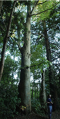 屋敷林の中にそびえ立つ樹齢200年の欅