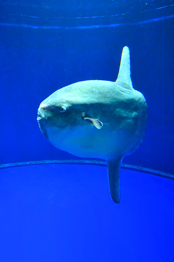 渇きを癒す水族館