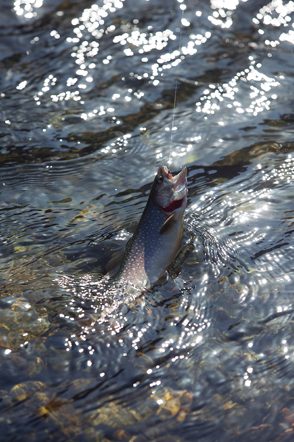 釣り上げられたイワナ。この経験を魚は覚えているのだろうか