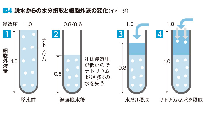 脱水からの水分摂取と細胞外液の変化（イメージ）