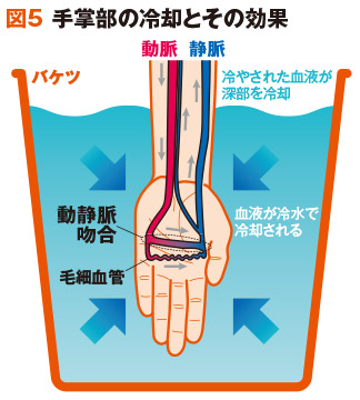 図5	手掌部の冷却とその効果