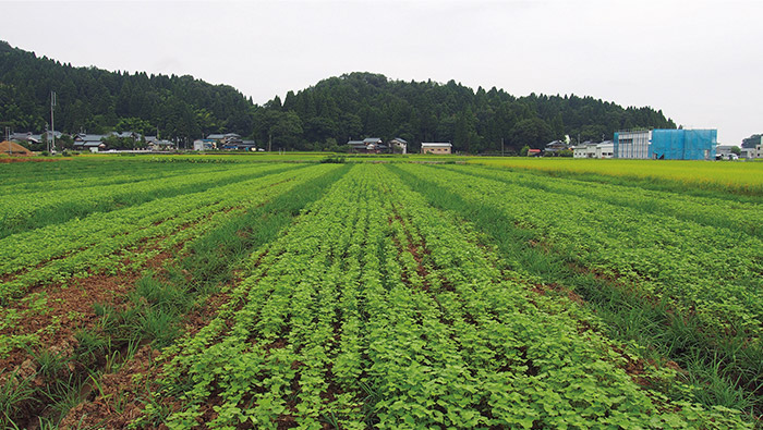 慣行農法によるソバ畑