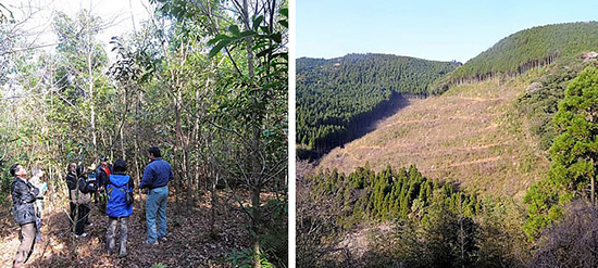 左：常緑広葉樹のシイ、カシ、タブと数種の落葉広葉樹を植林して13年目。森らしくなった「水源の森」 右：皆伐の跡と機械を入れるための作業道の痕跡が痛々しい山肌。