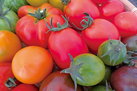つむぎ屋のトマト。食卓が地味にならないように「きれいな野菜をつくりたい」（要覚さん）と考えて、いろいろな種を仕入れている