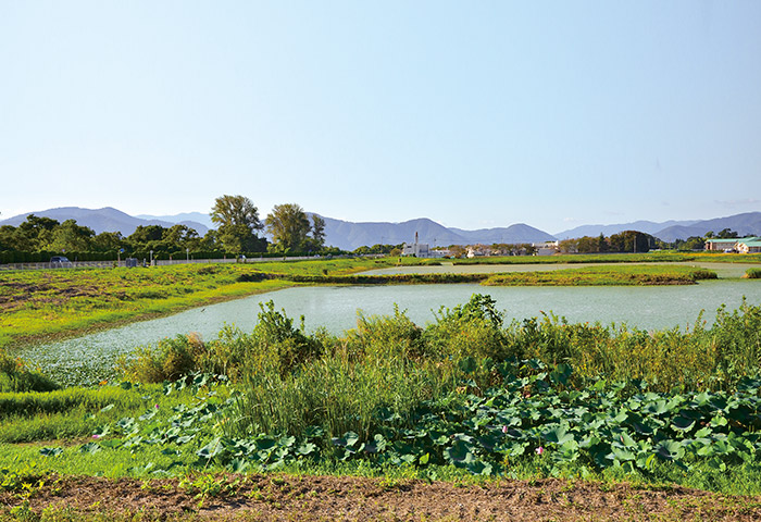 一度は干拓した農地を内湖に戻そうと滋賀県が再生に取り組んでいる早崎内湖
