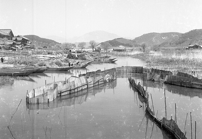 昭和30年代に撮影された旧松原内湖。小さな魞（えり）が仕掛けられている