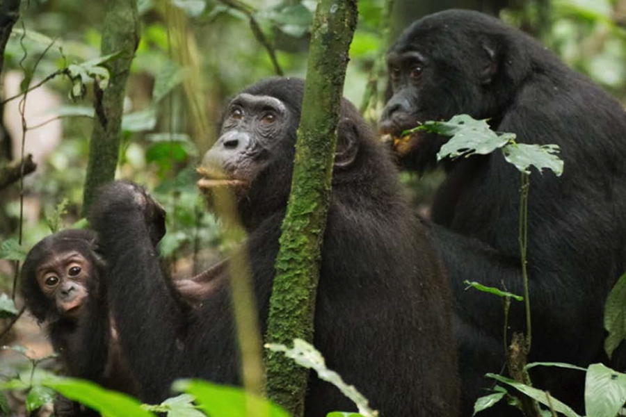 (写真1)ボノボの親子。真ん中が第一位の老齢メスのキク、背後に寄り添っているのが第一位のオスのノビタ