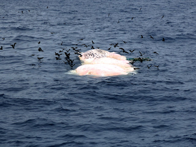 大小島真木さんが目撃した鯨の亡骸
