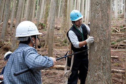 伐倒する木を選ぶため立木に番号をつける