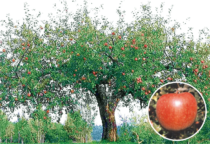 世界に誇る日本のリンゴ「ふじ」の原木。その実は優れた食味と高い貯蔵性をもつ　提供：農研機構