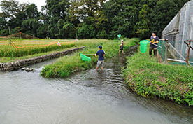 湧水と玉川からの水が合流するスポット「矢川おんだし」