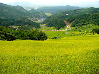 今でも日本人に好まれる棚田の風景