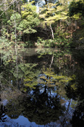 はけの湧水を湛えた池