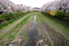 両岸にしだれ桜が咲き誇る