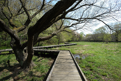 はけ沿いの緑地にある「野川公園自然観察園」