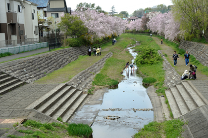 春の野川の風景