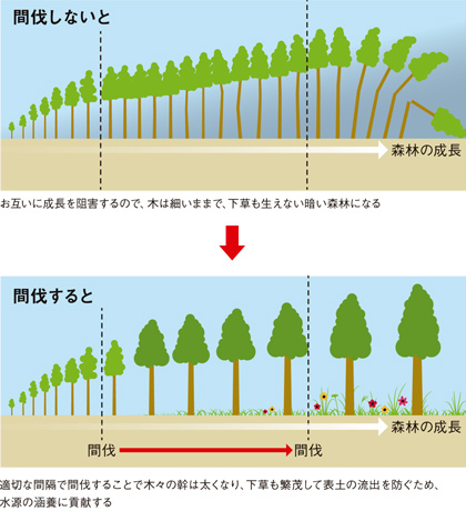 間伐による森の成長