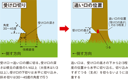 伐倒作業の「受け口」と「追い口」