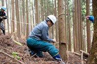 B班は菅原先生がノコギリでヒノキを伐倒