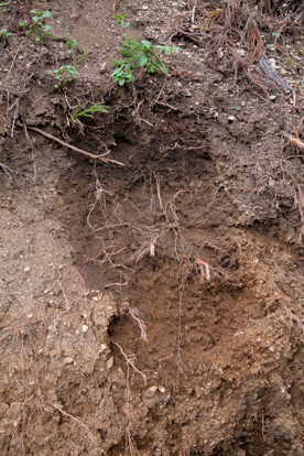 上部が「A層」と呼ばれる土壌。下にいくほど茶色がかっている