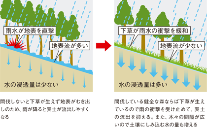 降水時の森林における水の浸透量