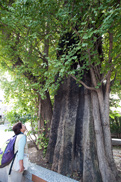 江戸時代から残るイチョウは区内で4本しかないが、そのなかでも最古の木といわれている