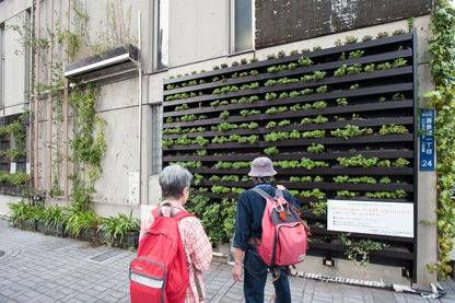 雨水を用いた墨田区役所分室の壁面緑化