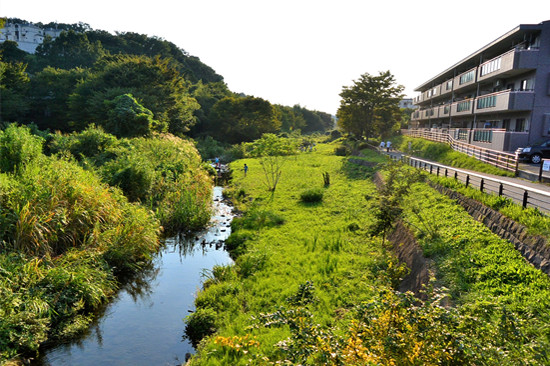 いたち川「稲荷森の水辺」の現在の風景