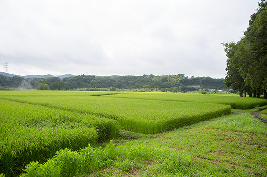 平山用水が潤す大原台地の水田