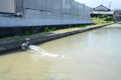 〈うちぬき〉の水が直接注ぎ込まれている水田