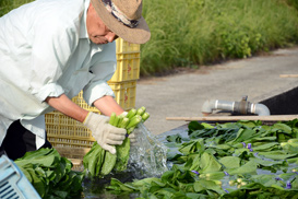 早朝と夕刻に農業者が集まる「野菜洗い場」