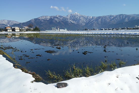 地下水の涵養対策として大野市が取り組む「水田湛水事業」