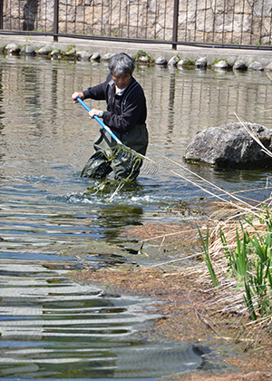 イトヨが棲みやすい環境を維持するために水草を刈る島田さん