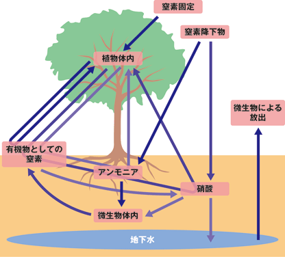 森林生態系の窒素循環