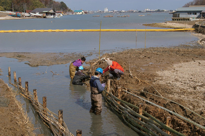 つくったワンドの湖岸が崩れないように、竹で〈しがら〉を組む