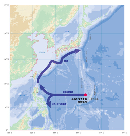 ウナギの産卵、ふ化、回遊のルートマップ