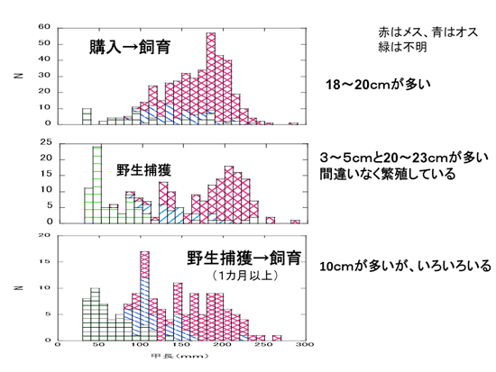 持ち込まれたアカミミガメの由来別の甲長分布