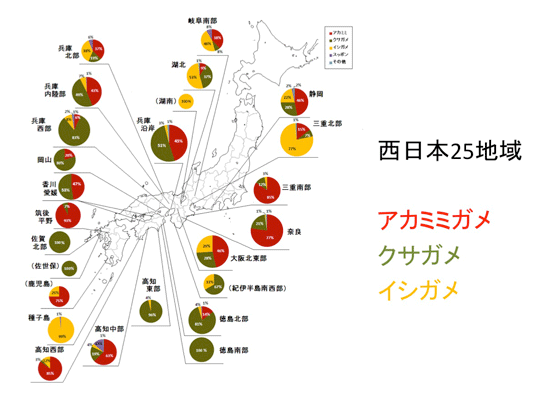 西日本の淡水性カメの種組成を調べるための捕獲調査結果