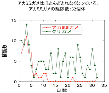 イシガメでもなくクサガメでもない交雑種