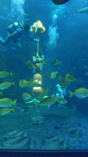 新江ノ島水族館の「相模湾大水槽」を借りて行なった実験