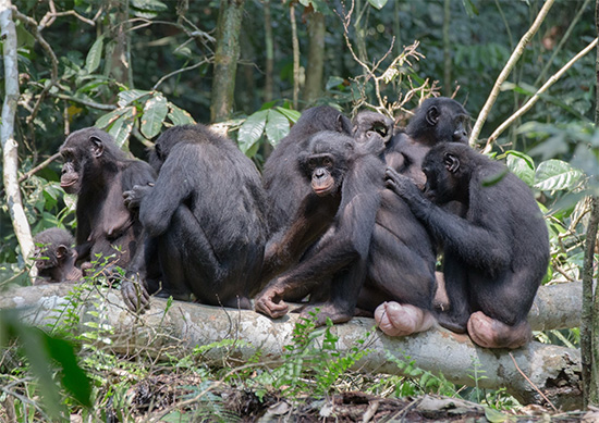（写真2）毛づくろいをするボノボのメスたち。新入りのメスのアナ（中央）も、すぐに他のメスたちに受け入れられた