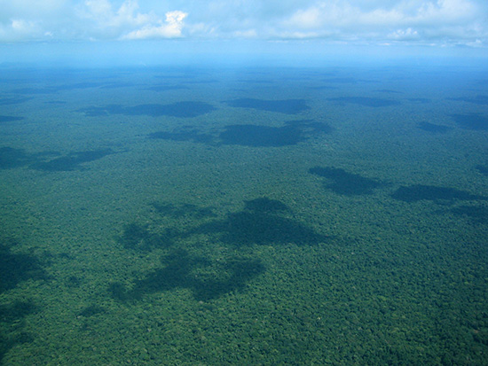 （写真5）コンゴ盆地の熱帯雨林。