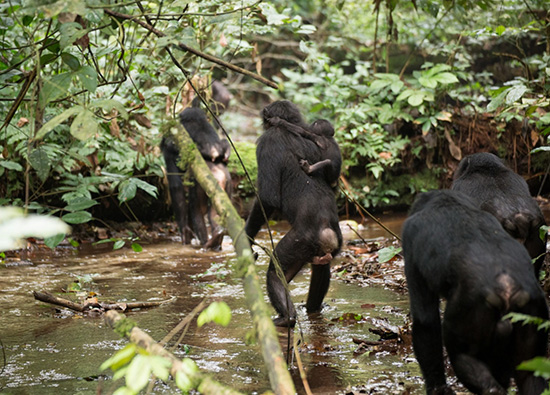 （写真7）小川を二足歩行で渡るボノボ。チンパンジーと違って水を怖がらない