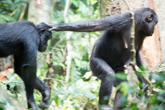 （写真8）母親（右）が群れの1位のボスである息子（左）の頭をつかんで「毛づくろいはこっちで」と連れていく。ボノボの社会ではメスが強いことがよくわかる